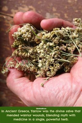  Yarrow : Une Légende Ancestrale Pleine de Mystère et de Magie